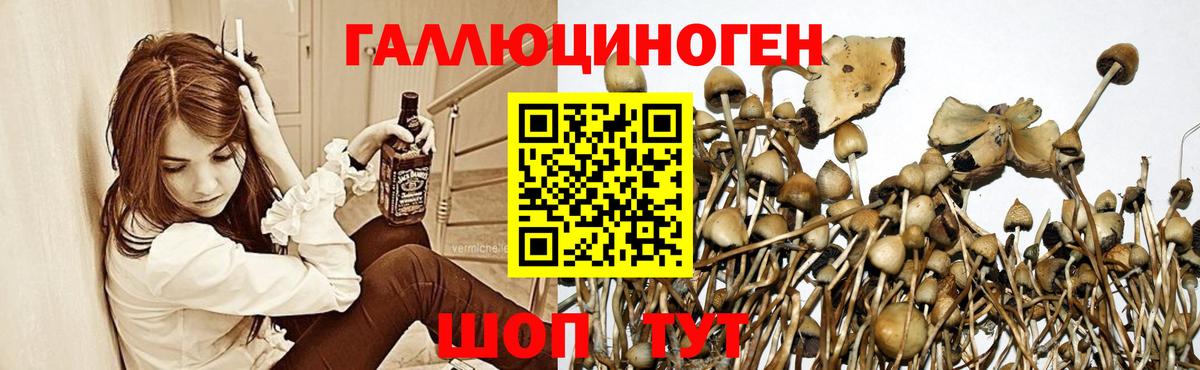 Галлюциногенные грибы Psilocybe Урус-Мартан